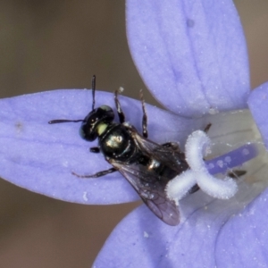 Ceratina (Neoceratina) australensis at Latham, ACT - 8 Mar 2024