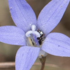 Hylaeus (Prosopisteron) sp. (genus & subgenus) (Masked Bee) at Umbagong District Park - 8 Mar 2024 by kasiaaus