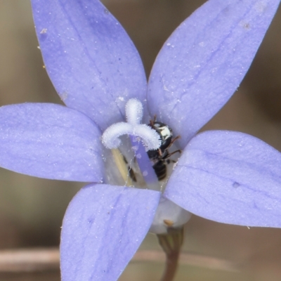 Hylaeus (Prosopisteron) sp. (genus & subgenus) (Masked Bee) at Blue Devil Grassland, Umbagong Park (BDG) - 8 Mar 2024 by kasiaaus