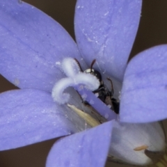 Hylaeus (Prosopisteron) sp. (genus & subgenus) at Latham, ACT - 8 Mar 2024