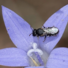 Hylaeus (Prosopisteron) sp. (genus & subgenus) (Masked Bee) at Umbagong District Park - 8 Mar 2024 by kasiaaus