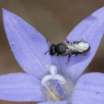 Hylaeus (Prosopisteron) sp. (genus & subgenus) (Masked Bee) at Blue Devil Grassland, Umbagong Park (BDG) - 8 Mar 2024 by kasiaaus