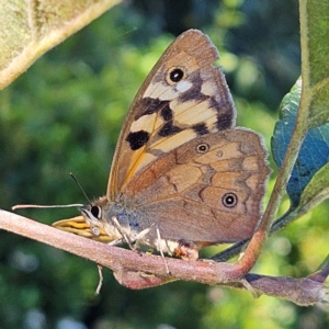 Heteronympha penelope at QPRC LGA - 10 Mar 2024 04:37 PM