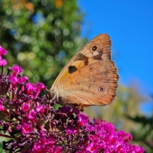 Heteronympha penelope at QPRC LGA - 10 Mar 2024 04:37 PM