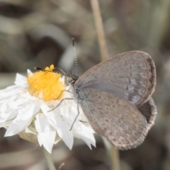 Zizina otis (Common Grass-Blue) at Umbagong District Park - 8 Mar 2024 by kasiaaus