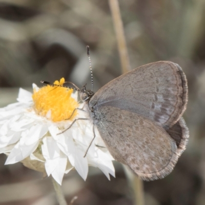 Zizina otis (Common Grass-Blue) at Latham, ACT - 8 Mar 2024 by kasiaaus