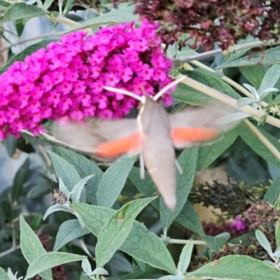 Hippotion scrofa (Coprosma Hawk Moth) at QPRC LGA - 10 Mar 2024 by MatthewFrawley