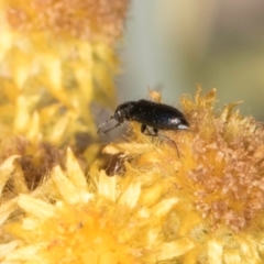 Dasytinae (subfamily) (Soft-winged flower beetle) at Blue Devil Grassland, Umbagong Park (BDG) - 8 Mar 2024 by kasiaaus