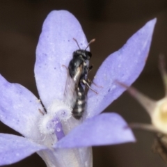Hylaeus sp. (genus) (A masked bee) at Latham, ACT - 8 Mar 2024 by kasiaaus