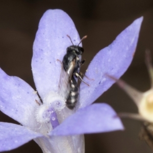 Hylaeus sp. (genus) at Latham, ACT - 8 Mar 2024 02:54 PM