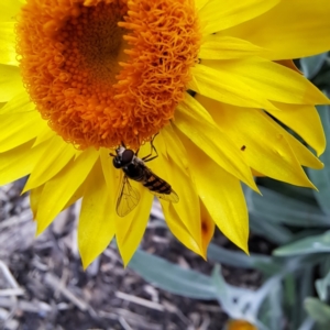 Syrphini sp. (tribe) at Watson, ACT - 15 Feb 2024