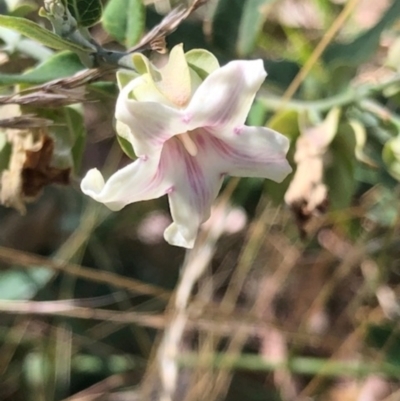 Araujia sericifera (Moth Plant) at Weston, ACT - 7 Mar 2024 by GregC