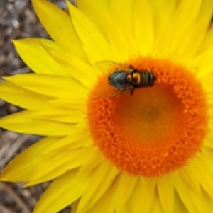 Lucilia sp. (genus) at Watson, ACT - 15 Feb 2024