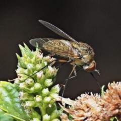 Unidentified Bee fly (Bombyliidae) at Kalamunda, WA - 10 Mar 2024 by sarraj