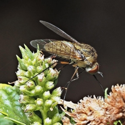 Unidentified Bee fly (Bombyliidae) at Kalamunda, WA - 10 Mar 2024 by sarraj