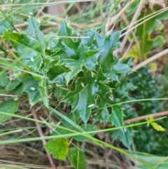 Ilex aquifolium (Holly) at Namadgi National Park - 9 Mar 2024 by WalkYonder