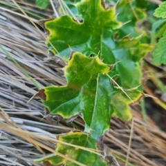 Ilex aquifolium at Namadgi National Park - 9 Mar 2024