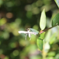 Imbophorus aptalis (White Plume Moth) at Hall, ACT - 9 Mar 2024 by Anna123