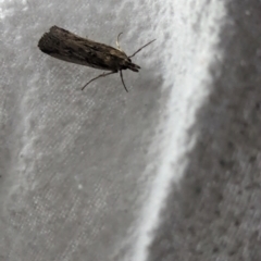 Faveria tritalis (Couchgrass Webworm) at Watson, ACT - 10 Mar 2024 by AniseStar