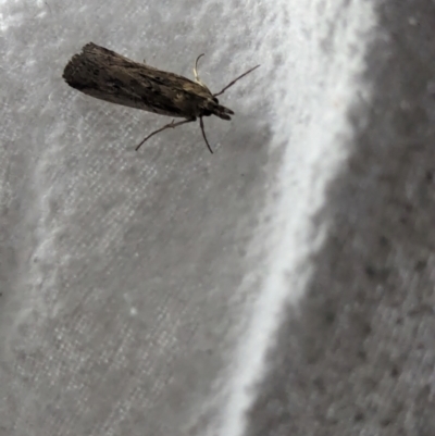 Faveria tritalis (Couchgrass Webworm) at Watson Green Space - 10 Mar 2024 by AniseStar