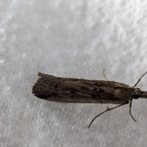 Faveria tritalis at Watson Green Space - 10 Mar 2024 11:08 PM