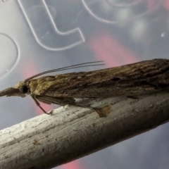 Faveria tritalis at Watson Green Space - 10 Mar 2024 11:08 PM