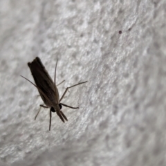 Culladia cuneiferellus at Watson Green Space - 10 Mar 2024 10:17 PM