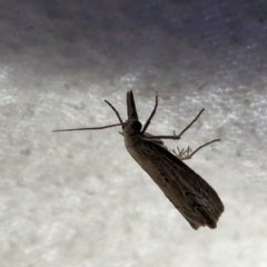 Culladia cuneiferellus at Watson Green Space - 10 Mar 2024 10:17 PM