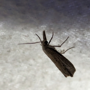 Culladia cuneiferellus at Watson Green Space - 10 Mar 2024 10:17 PM