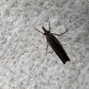 Culladia cuneiferellus at Watson Green Space - 10 Mar 2024 10:17 PM