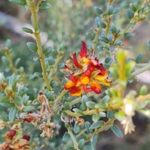 Mirbelia oxylobioides at Namadgi National Park - 9 Mar 2024