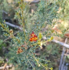 Mirbelia oxylobioides at Namadgi National Park - 9 Mar 2024 02:29 PM