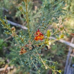 Mirbelia oxylobioides at Namadgi National Park - 9 Mar 2024 02:29 PM