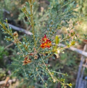 Mirbelia oxylobioides at Namadgi National Park - 9 Mar 2024