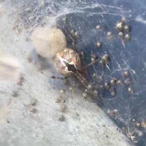 Cryptachaea veruculata at Casey, ACT - 10 Mar 2024