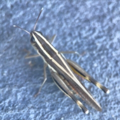 Macrotona australis (Common Macrotona Grasshopper) at Casey, ACT - 10 Mar 2024 by Hejor1