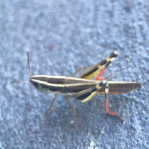 Macrotona australis at Casey, ACT - 10 Mar 2024 03:30 PM