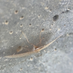 Scopula optivata at Casey, ACT - 10 Mar 2024