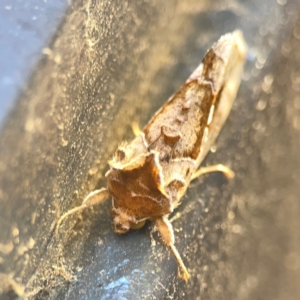 Chrysodeixis eriosoma at Casey, ACT - 10 Mar 2024