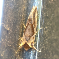 Chrysodeixis eriosoma at Casey, ACT - 10 Mar 2024