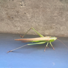 Conocephalus semivittatus at Casey, ACT - 10 Mar 2024