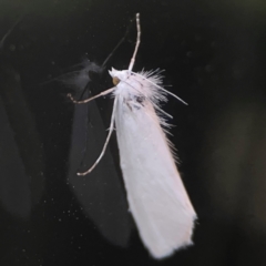 Tipanaea patulella (A Crambid moth) at Casey, ACT - 10 Mar 2024 by Hejor1