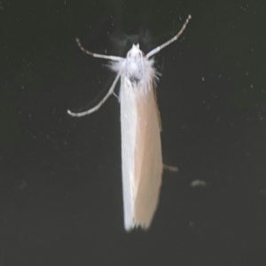 Tipanaea patulella at Casey, ACT - 10 Mar 2024