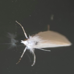 Tipanaea patulella at Casey, ACT - 10 Mar 2024