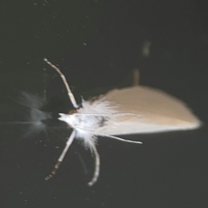 Tipanaea patulella at Casey, ACT - 10 Mar 2024