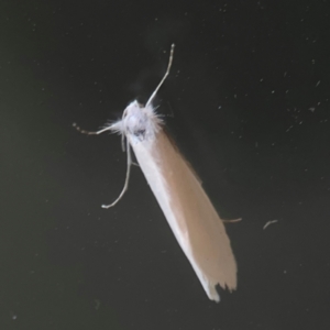 Tipanaea patulella at Casey, ACT - 10 Mar 2024