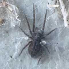 Badumna sp. (genus) at Casey, ACT - 10 Mar 2024