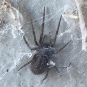 Badumna sp. (genus) at Casey, ACT - 10 Mar 2024 03:39 PM