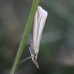 Hednota species near grammellus (Pyralid or snout moth) at Casey, ACT - 10 Mar 2024 by Hejor1