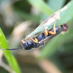 Thynninae (subfamily) (Smooth flower wasp) at Casey, ACT - 10 Mar 2024 by Hejor1